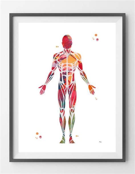 Sistema Muscular Acuarela Imprimir Anatomía Arte Músculos Etsy España