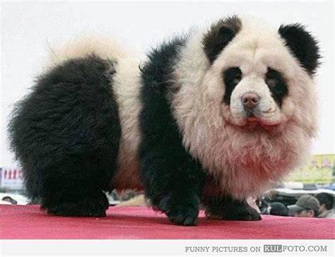 Panda Tibetan Mastiff Panda Dog Panda Chow Chow Fluffy Dogs