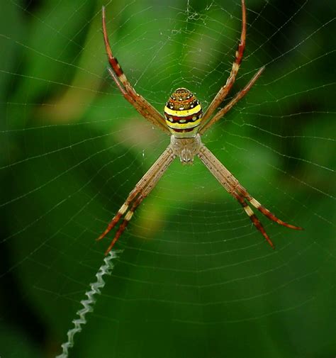 Filefemale St Andrews Cross Spider Argiope Keyserlingi