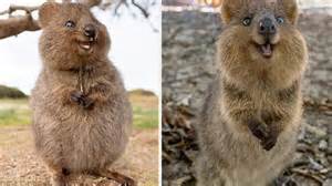 How did the quokka get its name? Quokka. Es una especie en peligro de extinción que vive en ...