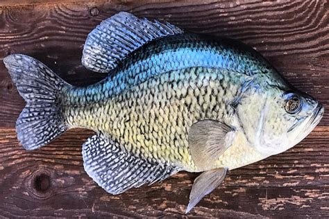 Crappie Facts To Help You Catch More Fish Midwest Outdoors