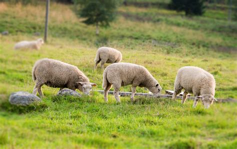 Free Images Grass Field Farm Meadow Countryside Summer Wildlife