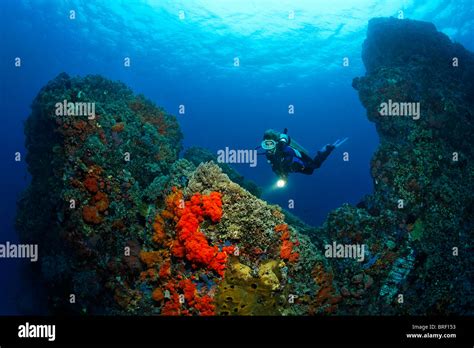 Diver Floating In Current Through Reef Cut Densely Covered In Corals