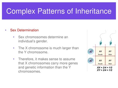 Ppt Complex Inheritance And Human Heredity Powerpoint Presentation