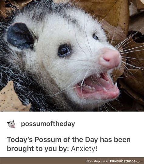 Me Am A Screaming Possum Funsubstance Possum Animal Memes