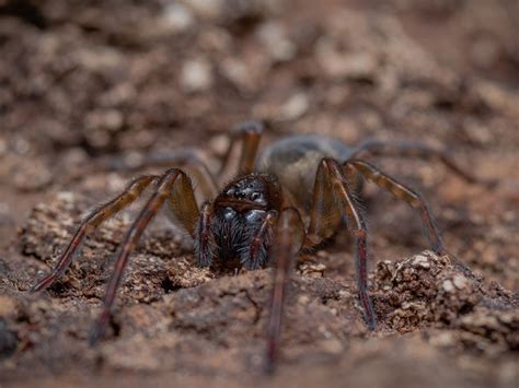 11 Spiders Species Found In Indiana With Pictures Pet Keen