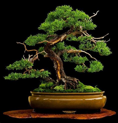 view types of bonsai trees indoor with pictures pics hobby plan