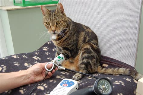 This class of medicine also are used. Keep calm and measure cats' blood pressure