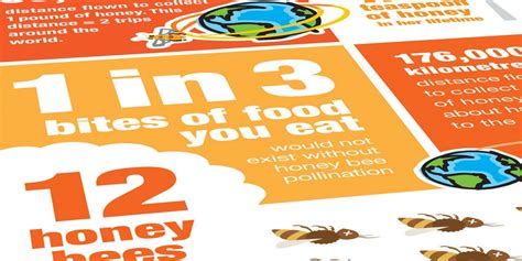 Honey Bee Facts Are Packed Into This Letter Page Infographic