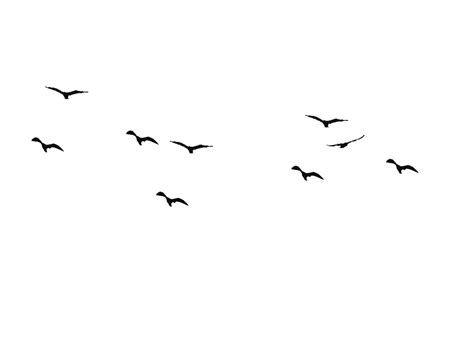 Bird Flight Swallow Silhouette Drawing Bird Png Download 1167876