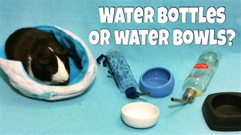 Water Bottles Vs Water Bowls For Guinea Pigs Hamsters And Hedgehogs