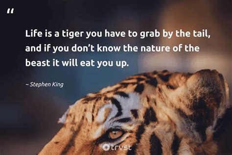 Tiger Quotes