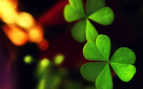 Four Leaf Clover Wallpapers Wallpaper Cave