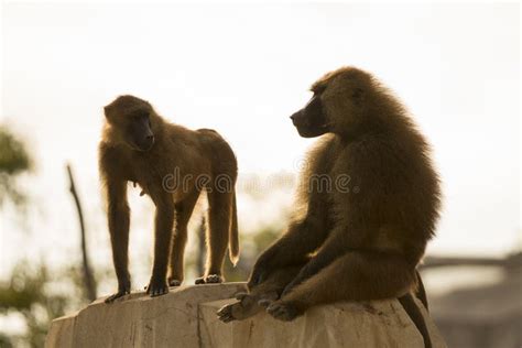 Monkeys Look For Handouts Near Angkor Wat Cambodia Stock Photo Image