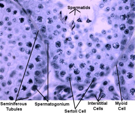 Seminiferous Tubules Histology