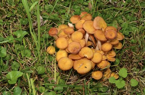 These Sprung Up 102213 In Atl Ga Edible Identifying Mushrooms