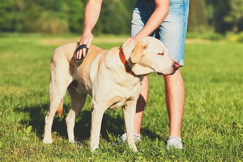 Dog Dander The Ultimate Guide For Managing Dog Allergies