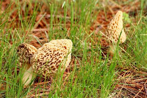 Five Recipes For The Morel Mushroom Hunting Season