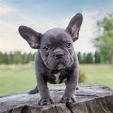 We have blue tri bulldogs, black and tri english bulldogs. The magnificent appeal of rare Blue French Bulldogs ...