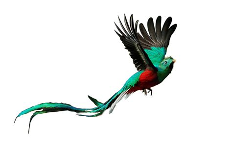 Quetzal Png By Expreart On Deviantart
