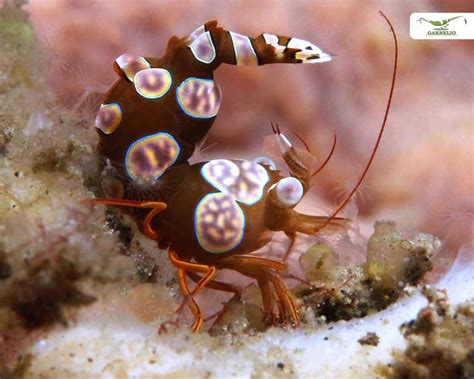 Sexy Shrimp Thor Amboinensis Meerwasser Wirbellose And Co Garnelen Onlineshop