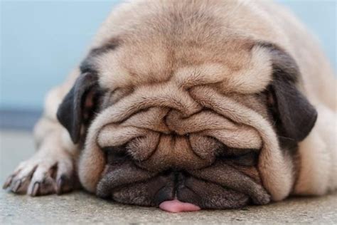 Cute Fat Puppy Puppies And Doggies Pinterest