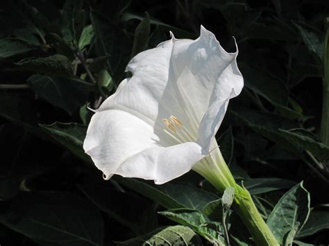 Nature Is Alive And Effective 24 Hours A Day Moonflowers Are Nocturnal