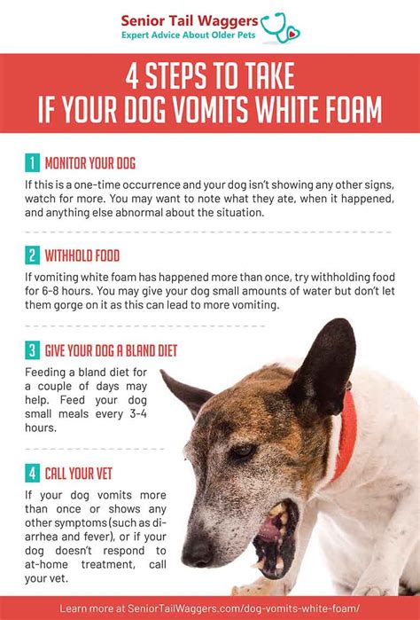 4 Home Remedies For A Dog Vomiting White Foam Vet Advice