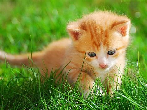 Free Download Hd Wallpaper Adorable Cat Little Kitten In The Grass