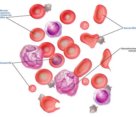 Thalassemia Atlas Of Pathophysiology 2 Edition