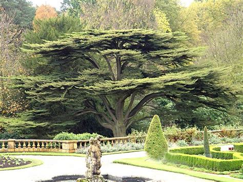 The Cedars Of Lebanon Which He Hath Planted Lebanon Tree Cedar
