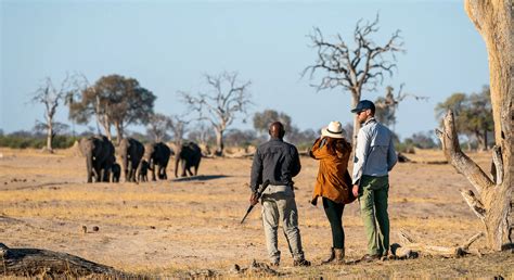 Hwange National Park Zimbabwe Safari Camps And Lodges
