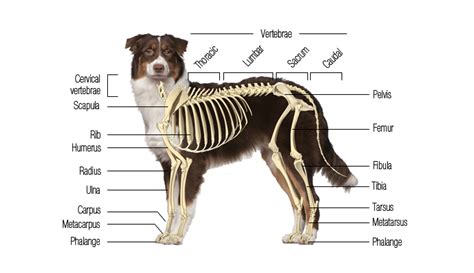 How Many Bones Does A Dog Have Pets Tutorial