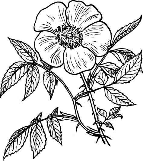 Single Flower Coloring Pages At Free Printable