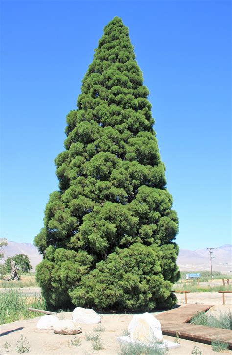 40 Giant Sequoia Sequoiadendron Giganteum Sierra Redwood Tree Seeds Flat Ship