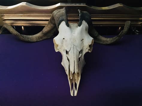Real Ram Skull With Big Spiral Horns Well Preserved 70x35x20 Cm