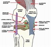 knee_ligaments - Advanced Orthopedic & Sports Medicine Specialists