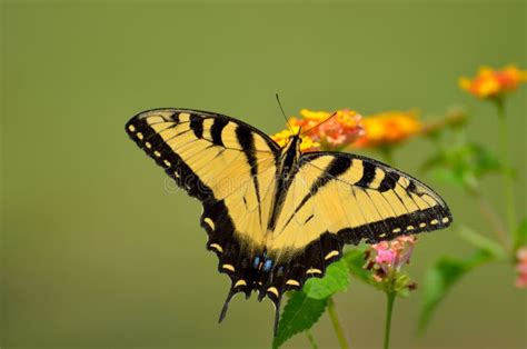 Eastern Tiger Swallowtail Butterfly Stock Image Image Of Common