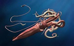 Giant Squid Size Vs Human - Pin by Robert Alan Shaw on Cephalopods ...