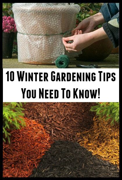 10 Winter Gardening Tips You Need To Know Gardening Tips Winter