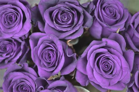 Фото Цветов Фиолетового Розового Цвета Telegraph