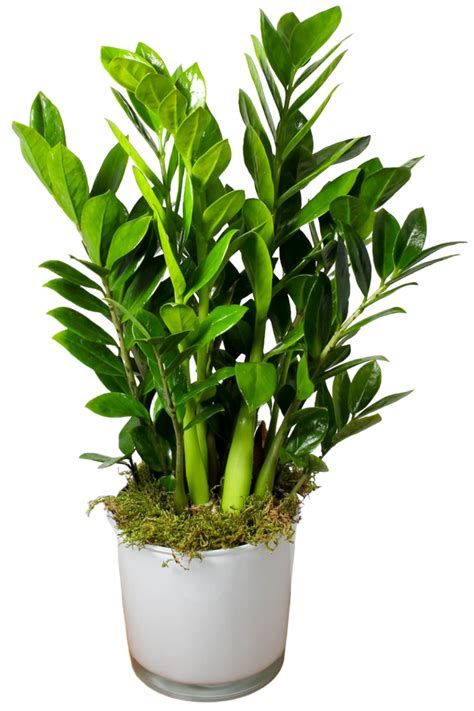 Easy Care Indoor Plants That Purify The Air Beat Your Neighbor