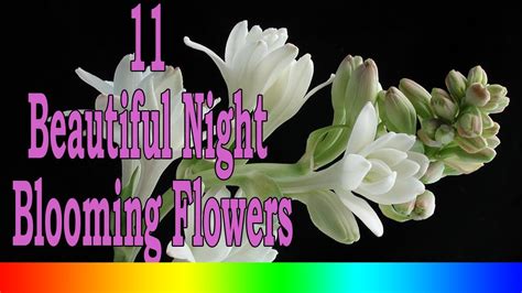 11 Beautiful Night Blooming Flowers Youtube