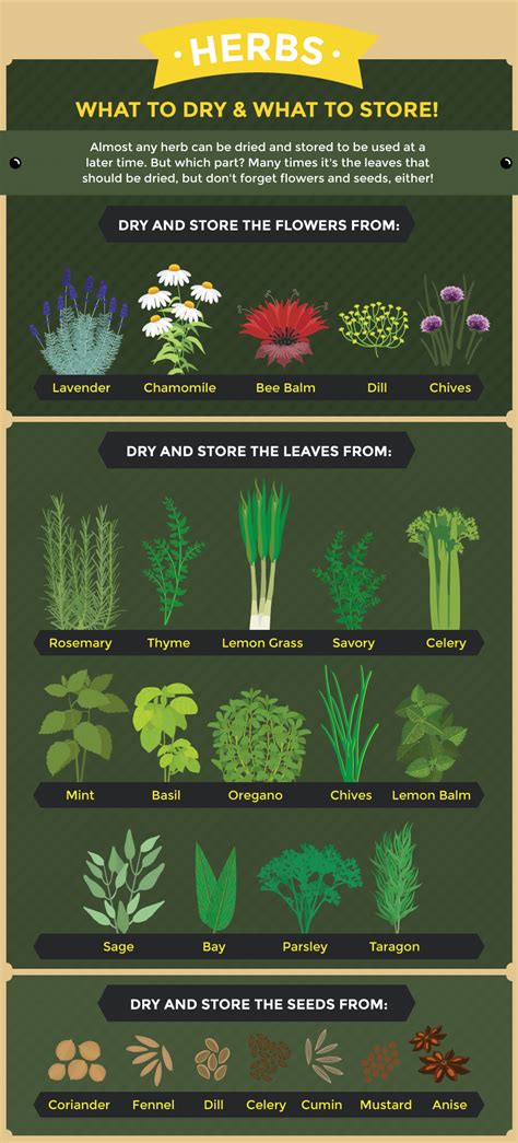 Start An Herb Garden Beginners Guide To Start An Herb Garden Types