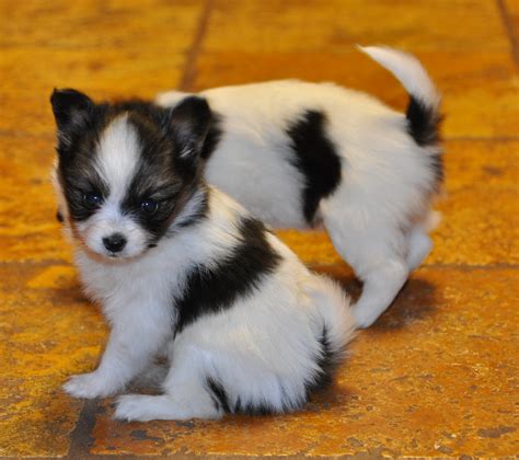 It is the good companion dog and this breed was recognized in. Road's End Papillons : 5 Weeks old Papillon Puppies