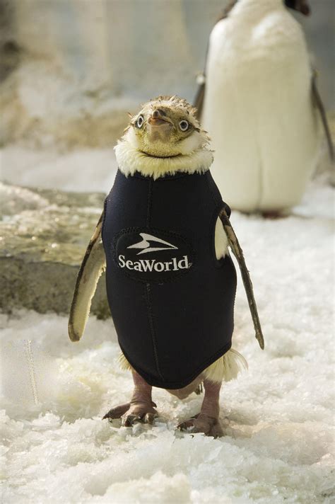Naked Penguin At SeaWorld Orlando Gets Special Wetsuit CBS News