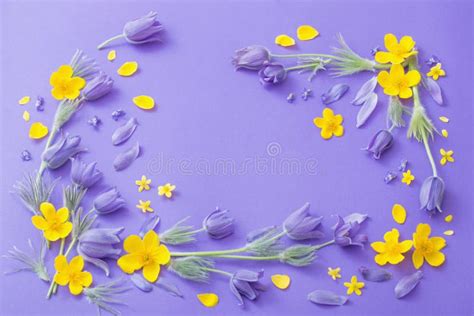 Purple And Yellow Spring Flowers On Violet Background Stock Photo