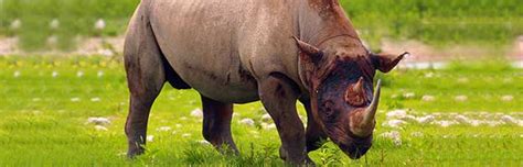 Five species of rhinos exist, as well as eleven subspecies. Rhinoceros Feeding