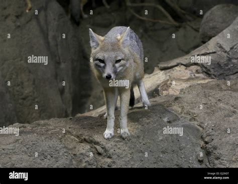 Swift Fox Vulpes Velox Native To Grasslands Of The Northern Usa And