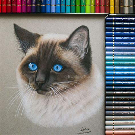 Cat Siamese Coloredpencils Drawing Realistic Realism Petportrait